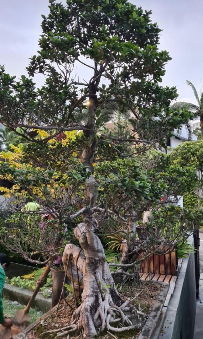 FICUS BONSAI 2M, Furniture & Home Living, Gardening, Plants & Seeds on  Carousell