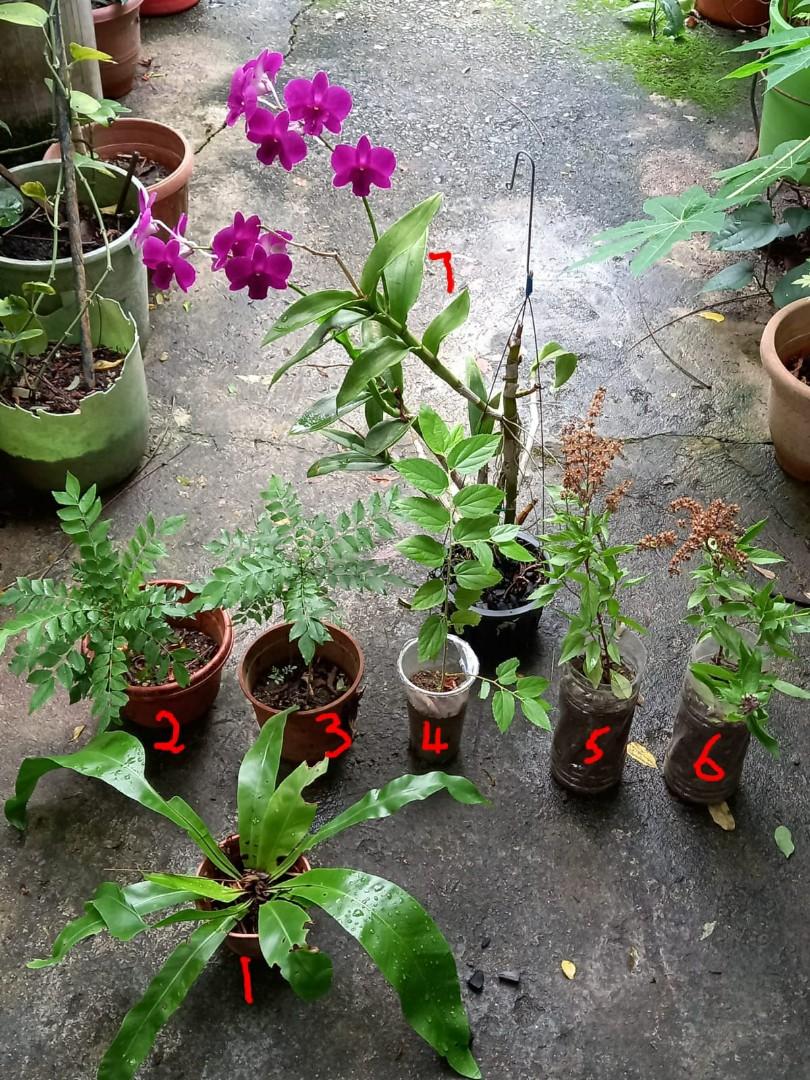 Home Grown Organic Plants, Everything Else on Carousell