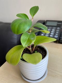 （分類：）位於 。 由 cwonghk 提交（商品編號 1154239854，圖片 1）。簡介： 。