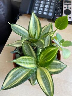 （分類：）位於 。 由 cwonghk 提交（商品編號 1154241235，圖片 1）。簡介： 。