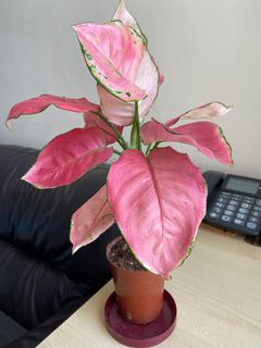 （分類：）位於 。 由 cwonghk 提交（商品編號 1154242390，圖片 1）。簡介： 。