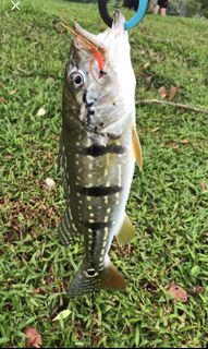 (Category: ) located in . Submitted by kamikaze_flies (Listing ID 1154297989, Image 1). Description: .