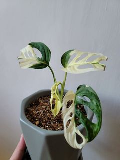 （分類：）位於 。 由 lc1219 提交（商品編號 1154262233，圖片 1）。簡介： 。