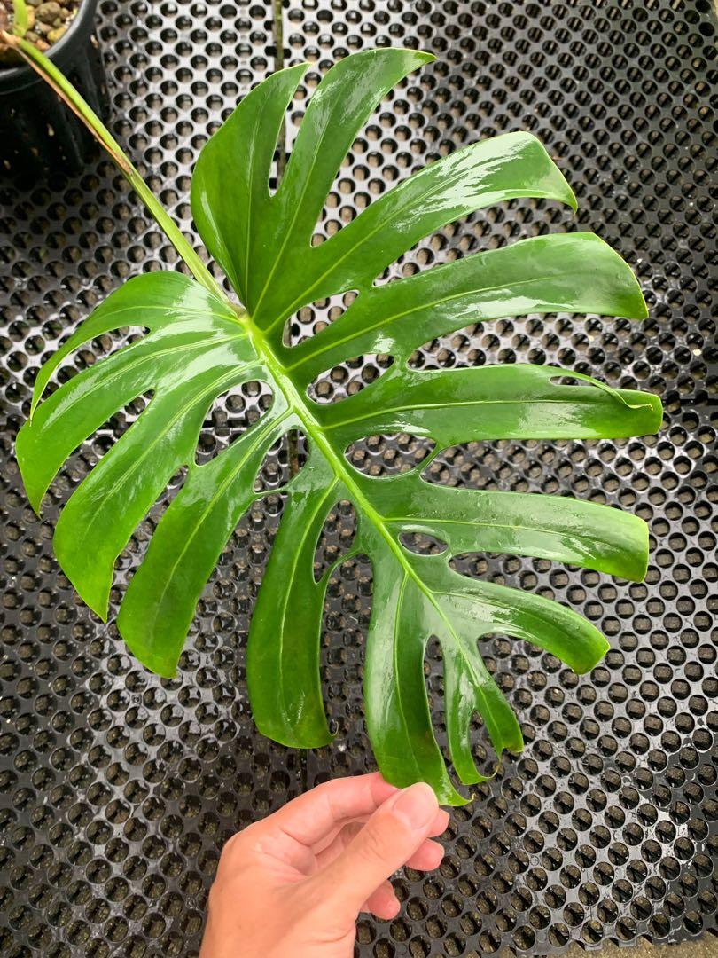 Monstera Deliciosa Brazilian Common Form, Furniture & Home Living