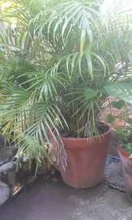 (Category: ) located in . Submitted by cloud9dtxnc (Listing ID 1154153874, Image 1). Description: .