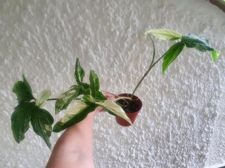 (Category: ) located in . Submitted by phytohartt (Listing ID 1154195704, Image 1). Description: .