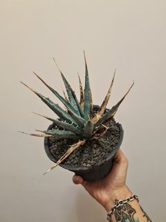 （分類：）位於 。 由 kenk330 提交（商品編號 1154543849，圖片 1）。簡介： 。