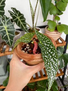 (Category: ) located in . Submitted by tinygreenhouse (Listing ID 1152984580, Image 1). Description: .