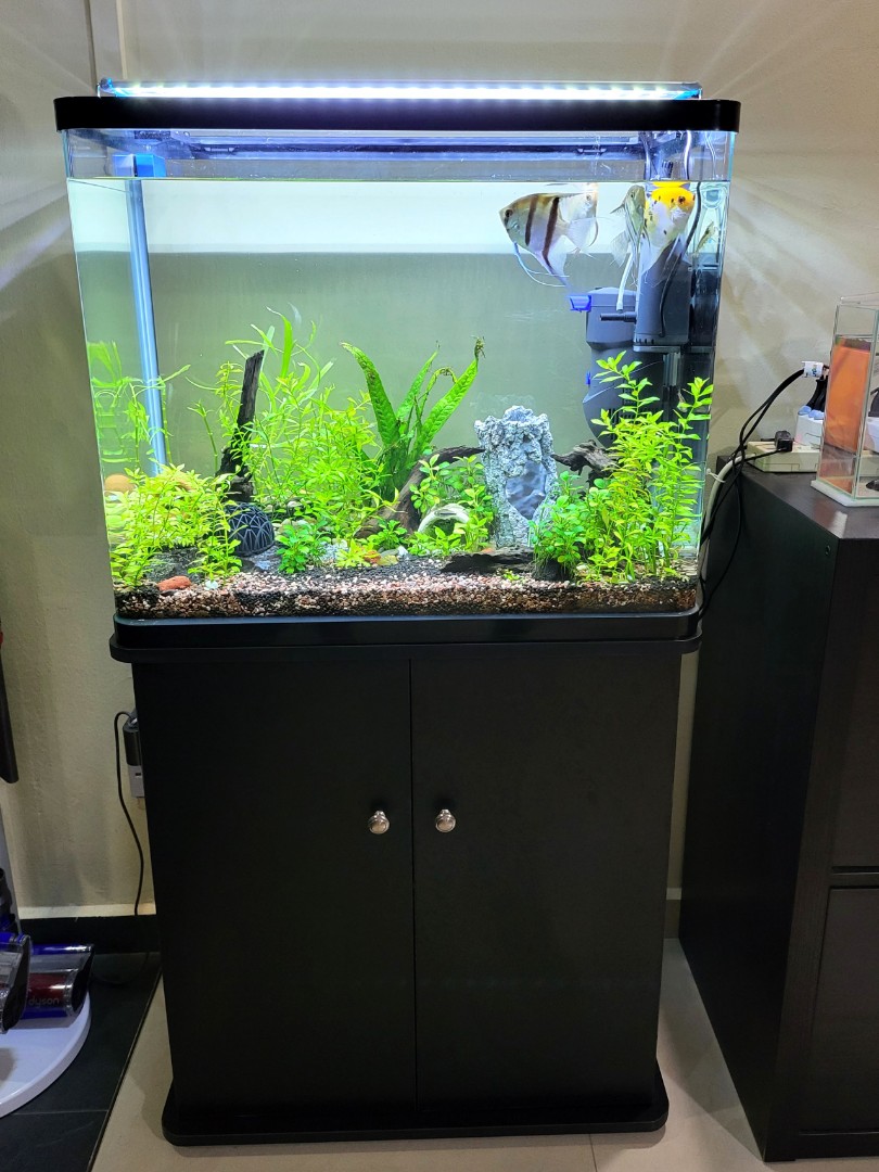 Fish Tank (60X30X50 Cm) Cabinet Height 65Cm, Everything Else On Carousell
