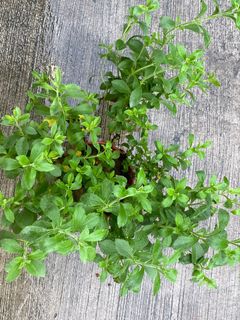 (Category: ) located in . Submitted by Plantinstyle (Listing ID 1154478348, Image 1). Description: .