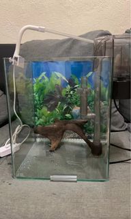 (Category: ) located in . Submitted by dkittystore (Listing ID 1154724747, Image 1). Description: .