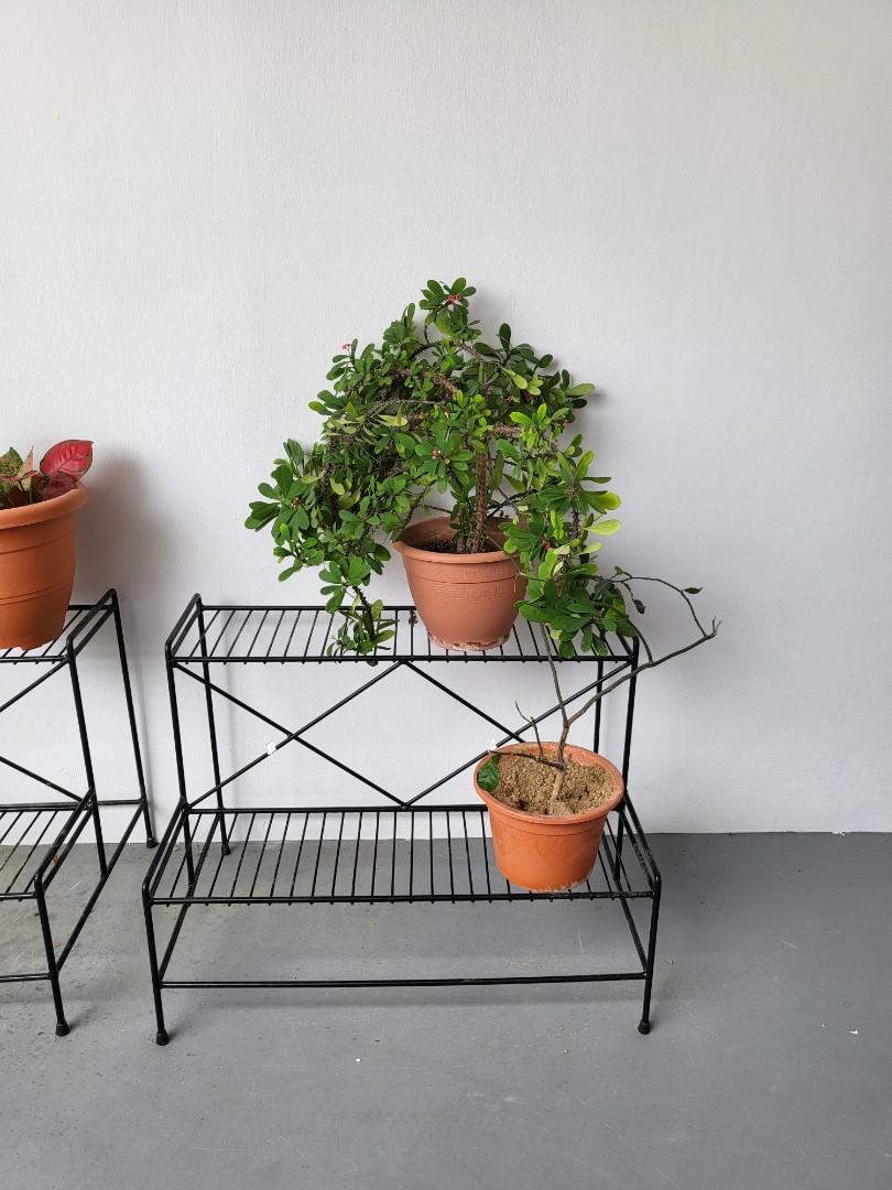 2 tier plant rack, Furniture & Home Living, Gardening, Gardening Tools ...