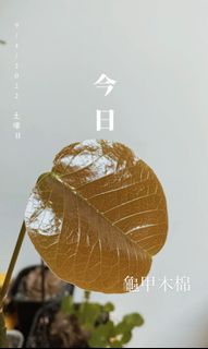（分類：）位於 。 由 c.p.v. 提交（商品編號 1154642382，圖片 1）。簡介： 。