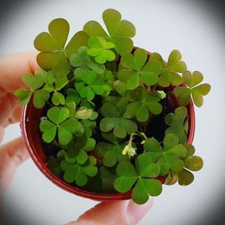 （分類：）位於 。 由 greenkingdom 提交（商品編號 1154697548，圖片 1）。簡介： 。