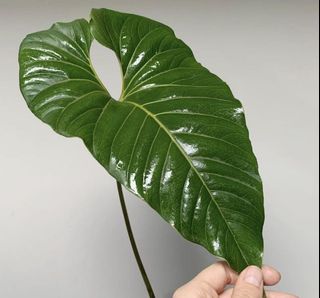 （分類：）位於 。 由 sara11166 提交（商品編號 1154666808，圖片 1）。簡介： 。