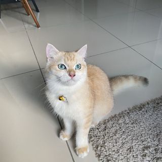 (Category: ) located in . Submitted by 3alqis (Listing ID 1154721910, Image 1). Description: .