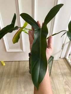 (Category: ) located in . Submitted by planterino (Listing ID 1154575892, Image 1). Description: .