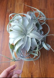 (Category: ) located in . Submitted by michelletran (Listing ID 1154561888, Image 1). Description: .