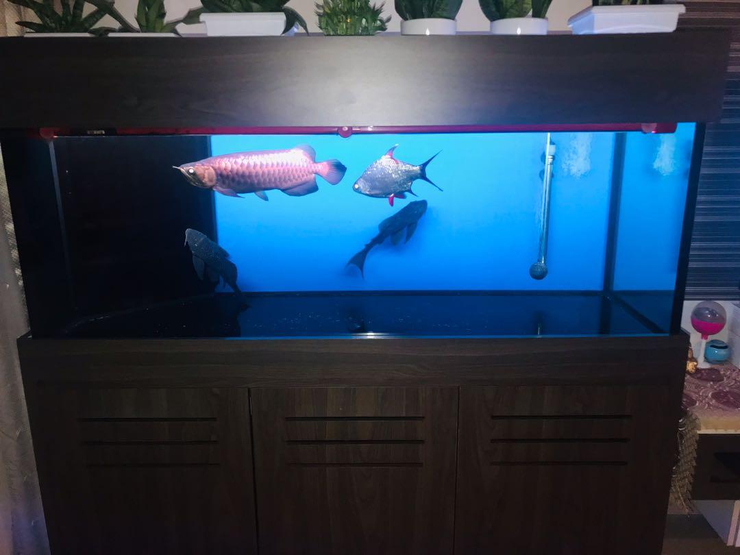 5ft tropical fish tank