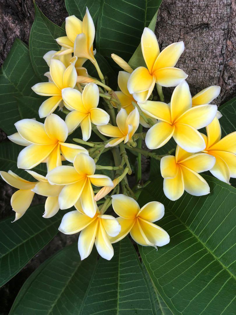 Healthy plumeria plants, Furniture & Home Living, Gardening, Plants