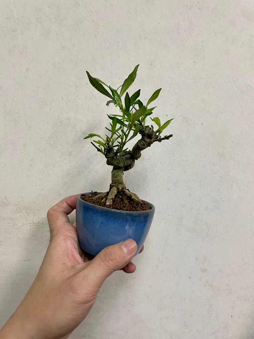 喜代譽梔子盆景 傢俬 家居 園藝 植物及種子 Carousell