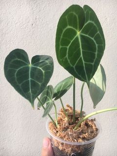 (Category: ) located in . Submitted by plantaeara (Listing ID 1154948260, Image 1). Description: .