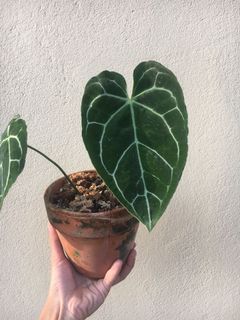 (Category: ) located in . Submitted by plantaeara (Listing ID 1154946690, Image 1). Description: .