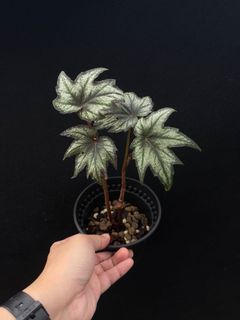 (Category: ) located in . Submitted by thebotanicalassembly (Listing ID 1155048519, Image 1). Description: .