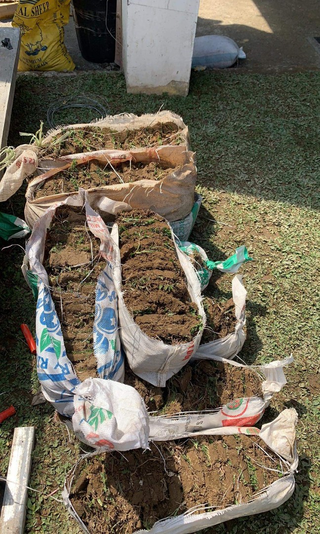 FROG GRASS, Furniture & Home Living, Gardening, Plants & Seeds on Carousell