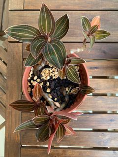 (Category: ) located in . Submitted by botanick (Listing ID 1155015732, Image 1). Description: .