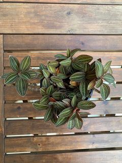 (Category: ) located in . Submitted by botanick (Listing ID 1155016437, Image 1). Description: .