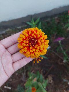 Macarenia zinnia seeds