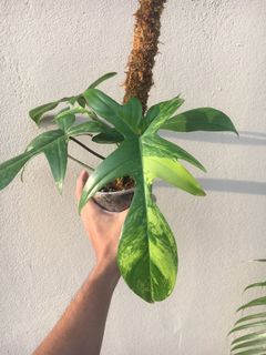 (Category: ) located in . Submitted by plantaeara (Listing ID 1154945382, Image 1). Description: .