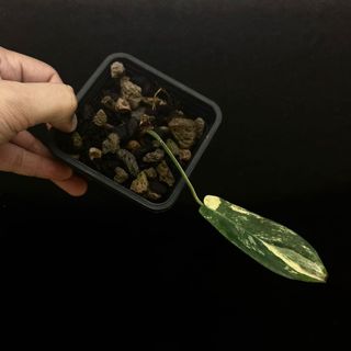 (Category: ) located in . Submitted by thebotanicalassembly (Listing ID 1155049239, Image 1). Description: .