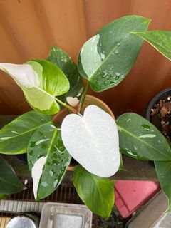 (Category: ) located in . Submitted by plantslover77 (Listing ID 1154976527, Image 1). Description: .