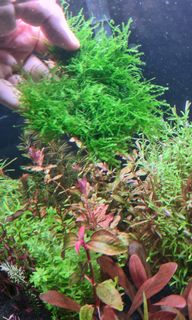 (Category: ) located in . Submitted by marcuschong0211 (Listing ID 1149328126, Image 1). Description: .