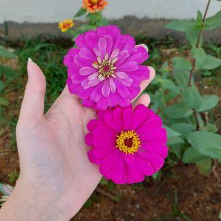 Purple Prince Zinnia Seeds