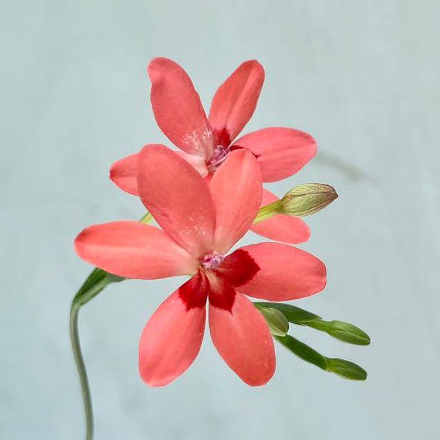 紅花姫檜扇每菖100元全盆350元 罕有品種 傢俬 家居 園藝 盆栽 Carousell