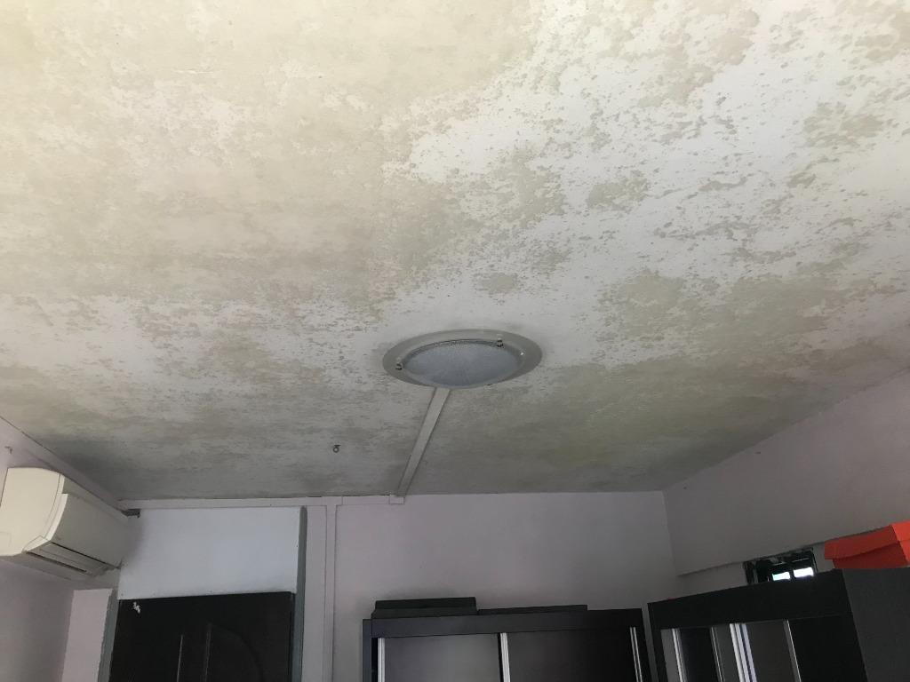 001 MOULDY WALLS & CEILINGS TREATMENT AntiMould Wall & Ceiling