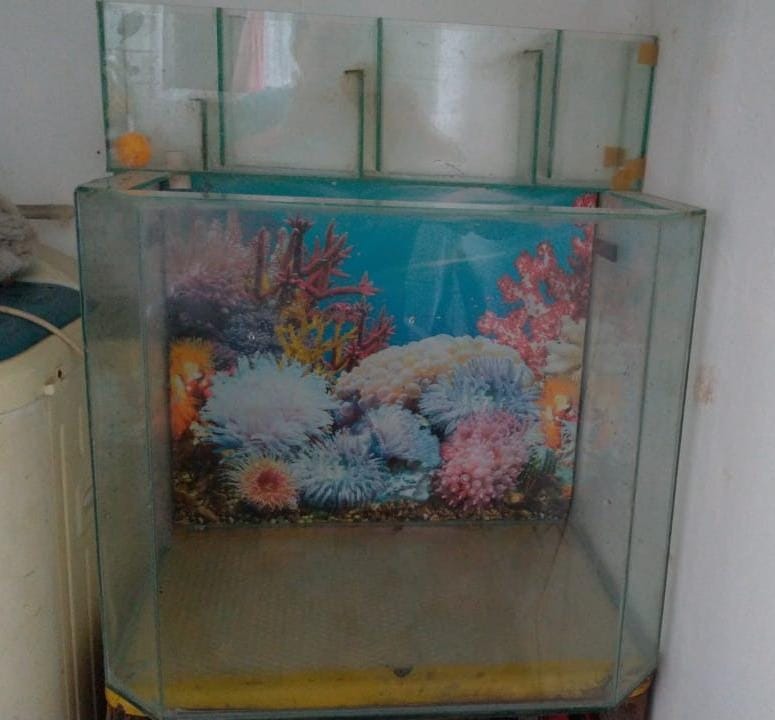 Aquarium Besar Siap Pakai