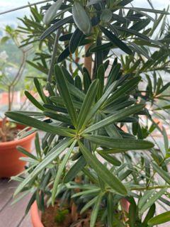 Balcony plant Buddhist Pine