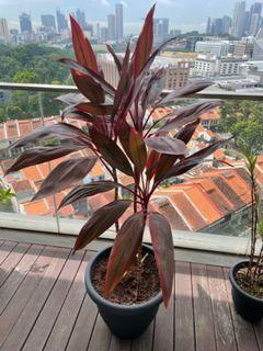 Cordyline Fruticosa
