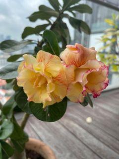 Desert Rose Plant