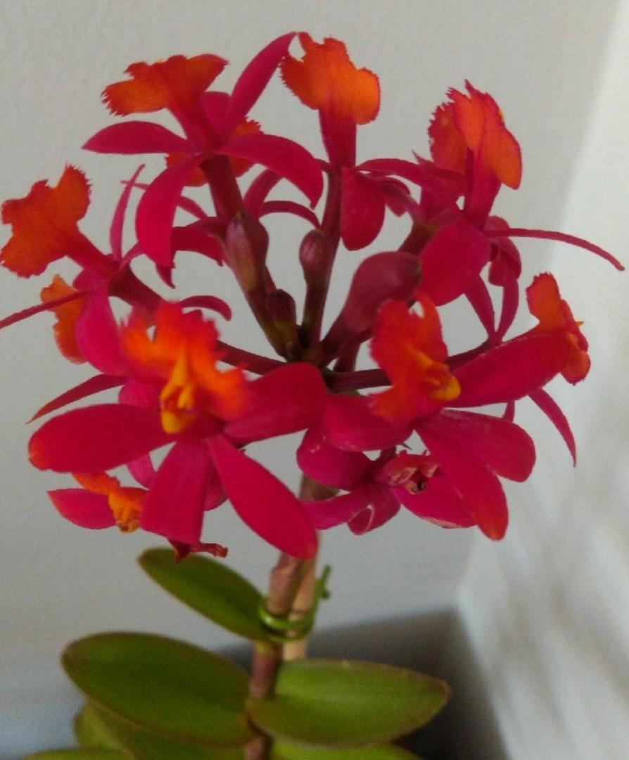 Epidendrum Ibaguense 'Red' Orchid, Furniture & Home Living, Gardening,  Plants & Seeds on Carousell