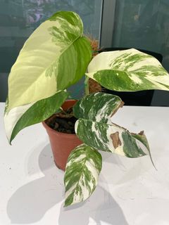 (Category: ) located in . Submitted by naturetrend (Listing ID 1155308486, Image 1). Description: .