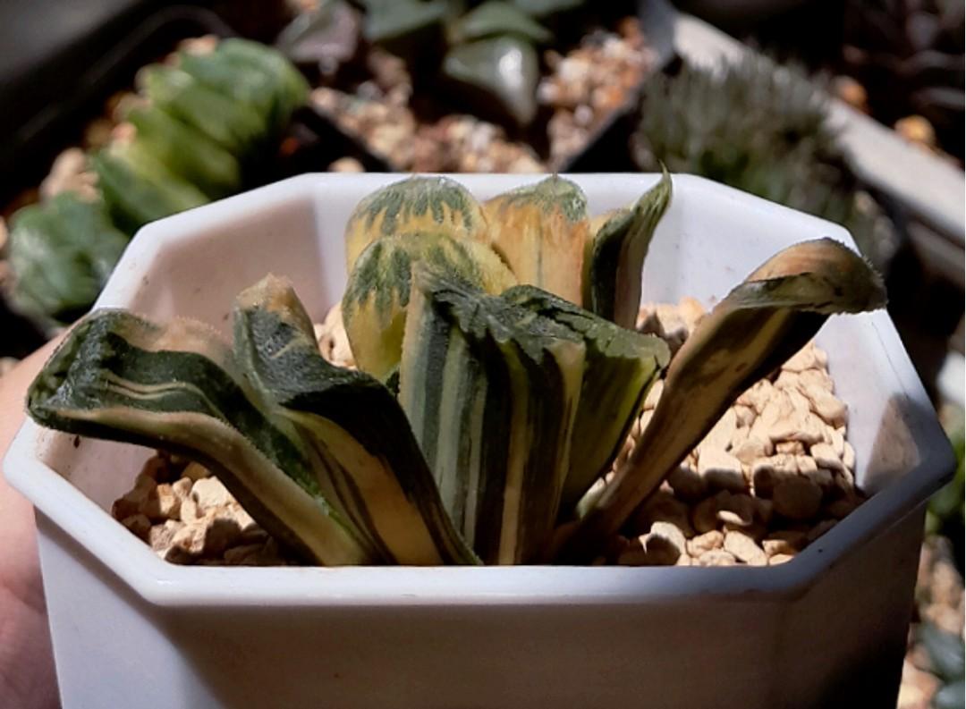 Haworthia Seiko Nishiki reverse variegated 7cm pot, Furniture & Home  Living, Gardening, Plants & Seeds on Carousell