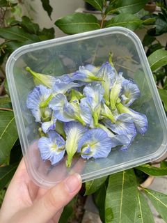 (Category: ) located in . Submitted by simplyseeds (Listing ID 1155175433, Image 1). Description: .