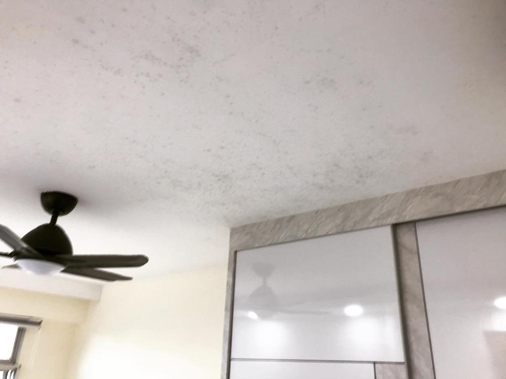 005 MOULD REMOVAL from Walls & Ceilings Coating / Painting, Home