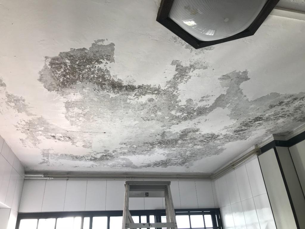 005 MOULD REMOVAL from Walls & Ceilings Coating / Painting