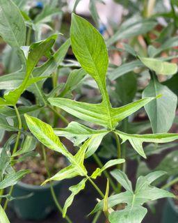 Philodendron Glad Hands Quericifolium